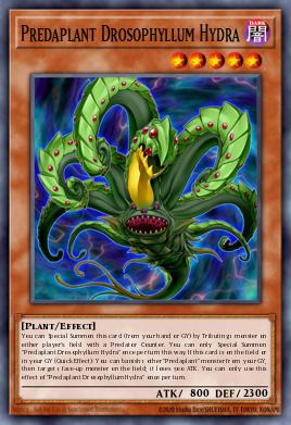 Predaplant Drosophyllum Hydra - Art 1