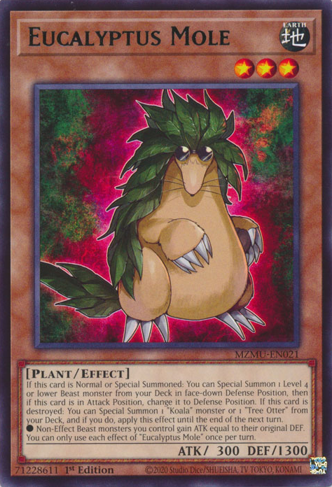 Eucalyptus Mole