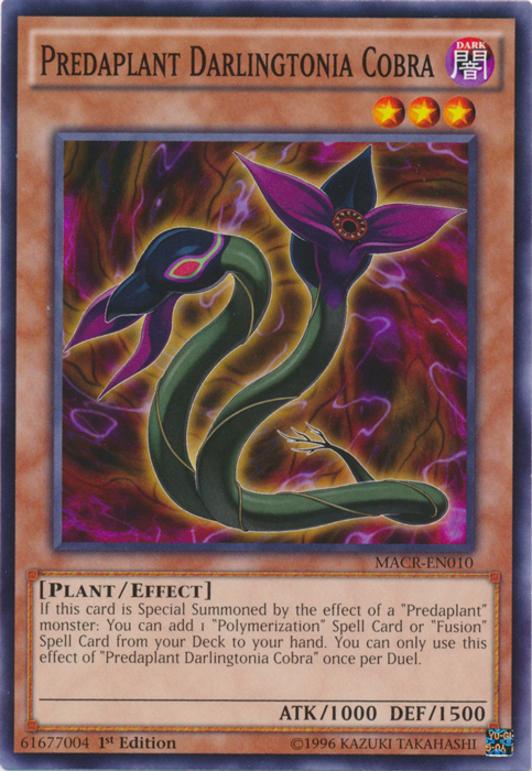 Predaplant Darlingtonia Cobra